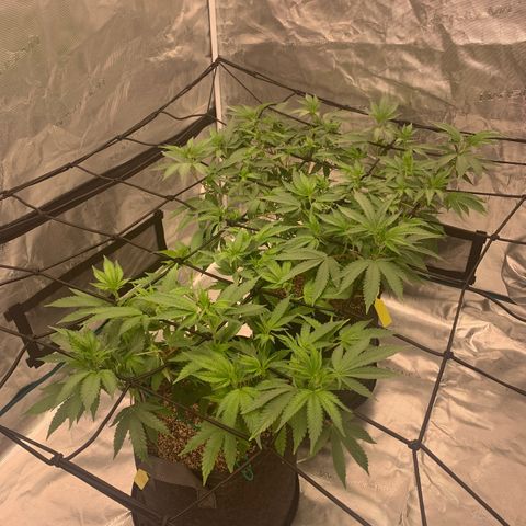 Gas Nana growlog timeline photo