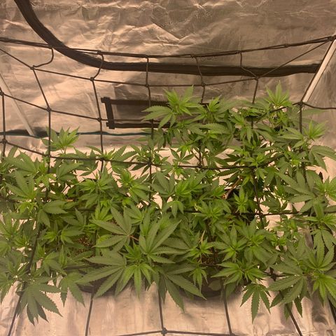 Gas Nana growlog timeline photo