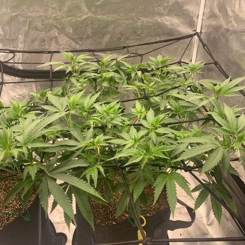 Gas Nana growlog timeline photo