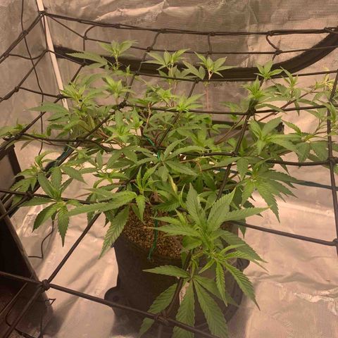 Blueberry Cupcake Gelonade growlog timeline photo