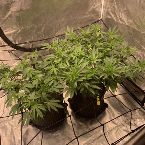 Gas Nana growlog photo: First pistols 