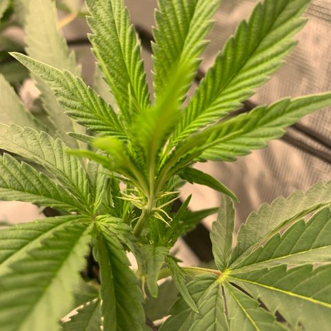 Gas Nana growlog photo: First pistols 