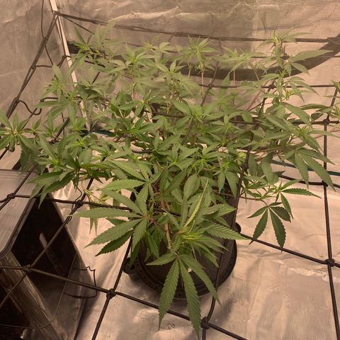 Blueberry Cupcake Gelonade growlog photo: First pistols