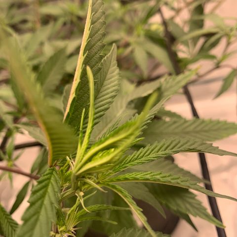 Blueberry Cupcake Gelonade growlog photo: First pistols