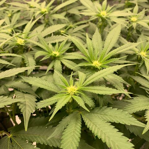 Gas Nana growlog photo: Start of 3rd Week