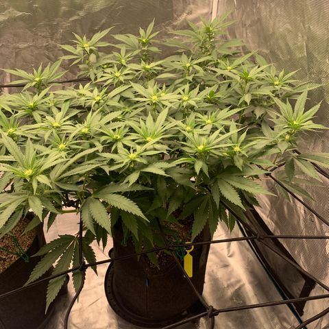 Gas Nana growlog photo: Start of 3rd Week
