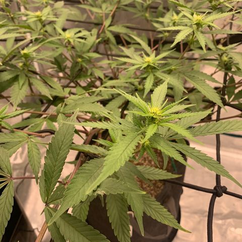 Blueberry Cupcake Gelonade growlog photo: Start of 3rd Week