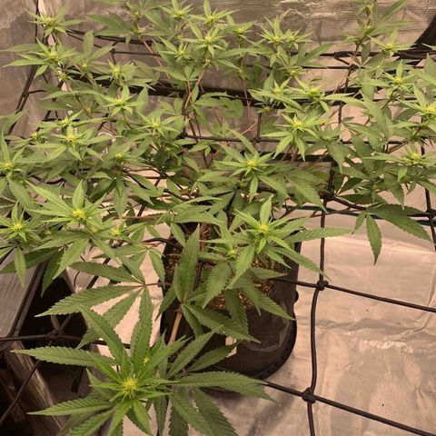 Blueberry Cupcake Gelonade growlog timeline photo