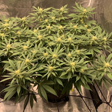 Gas Nana growlog timeline photo