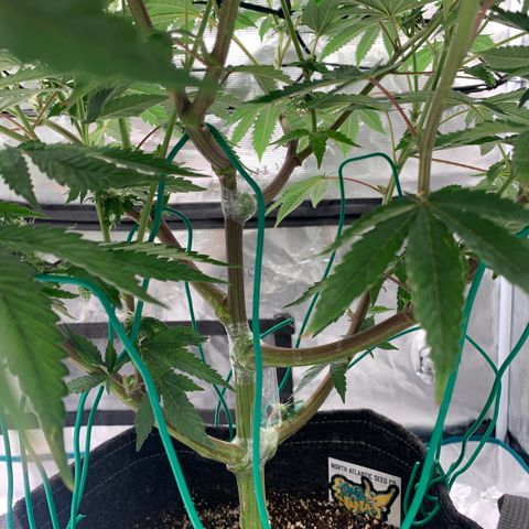 Gas Nana growlog timeline photo
