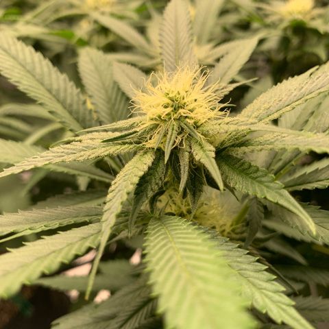 Gas Nana growlog timeline photo