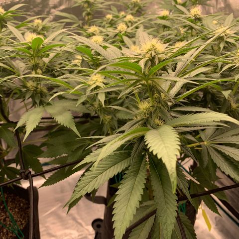 Gas Nana growlog timeline photo