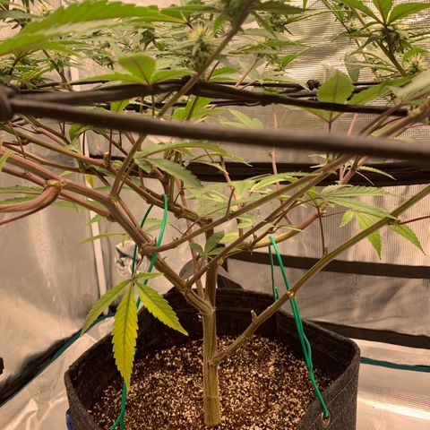 Blueberry Cupcake Gelonade growlog timeline photo