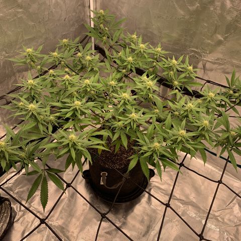 Blueberry Cupcake Gelonade growlog timeline photo