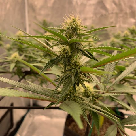 Blueberry Cupcake Gelonade growlog timeline photo