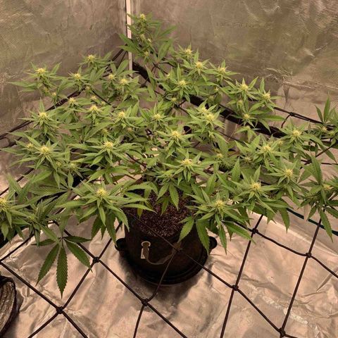 Blueberry Cupcake Gelonade growlog timeline photo