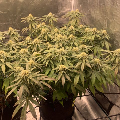Gas Nana growlog timeline photo