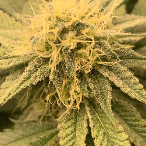 Gas Nana growlog timeline photo