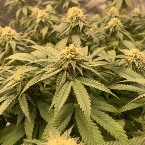 Gas Nana growlog timeline photo