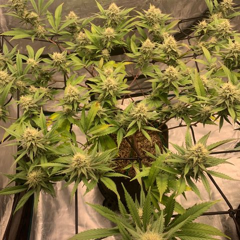 Blueberry Cupcake Gelonade growlog timeline photo