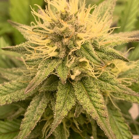 Blueberry Cupcake Gelonade growlog timeline photo