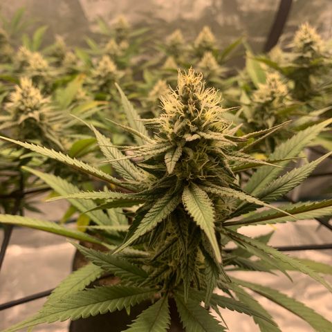 Blueberry Cupcake Gelonade growlog timeline photo