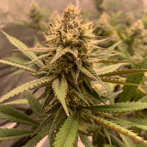 Blueberry Cupcake Gelonade growlog timeline photo
