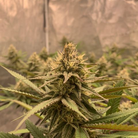 Blueberry Cupcake Gelonade growlog timeline photo
