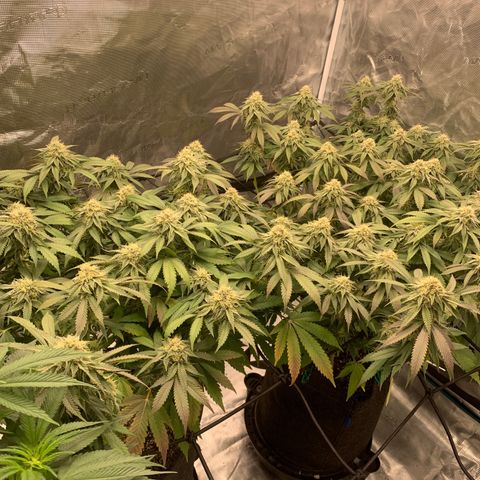 Gas Nana growlog timeline photo