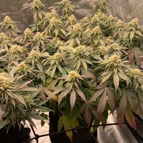 Gas Nana growlog timeline photo
