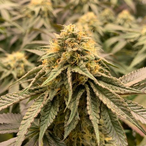 Gas Nana growlog timeline photo