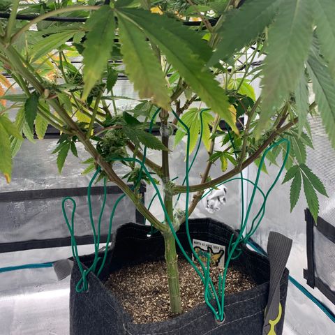 Gas Nana growlog timeline photo
