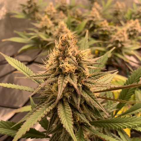 Blueberry Cupcake Gelonade growlog timeline photo