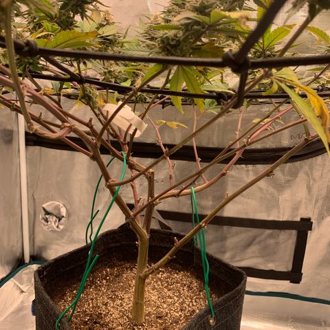 Blueberry Cupcake Gelonade growlog timeline photo
