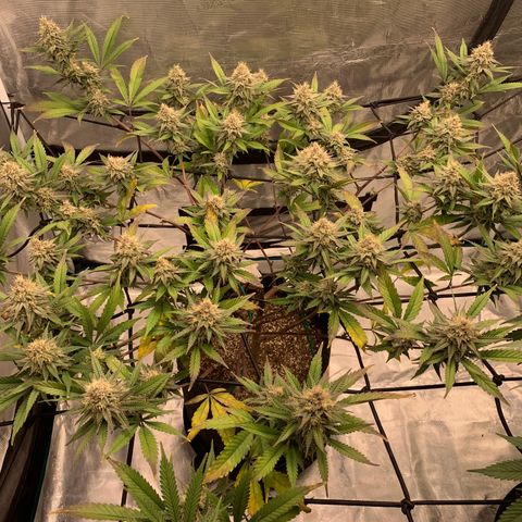 Blueberry Cupcake Gelonade growlog timeline photo