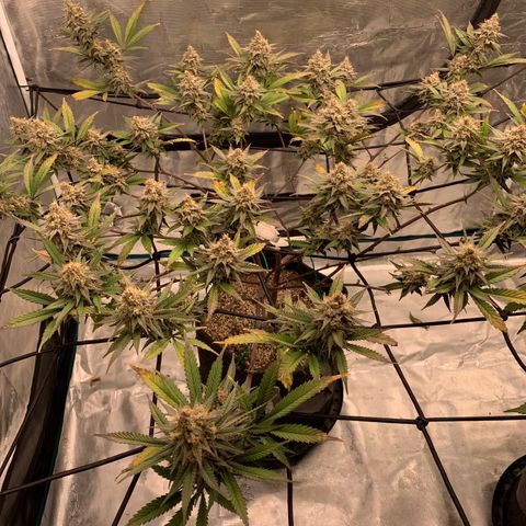 Blueberry Cupcake Gelonade growlog timeline photo