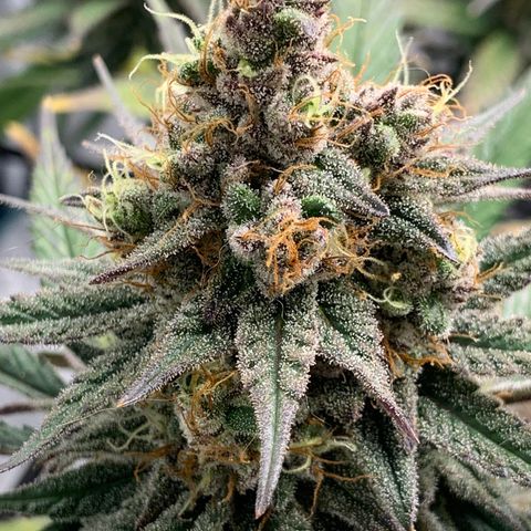Blueberry Cupcake Gelonade growlog timeline photo