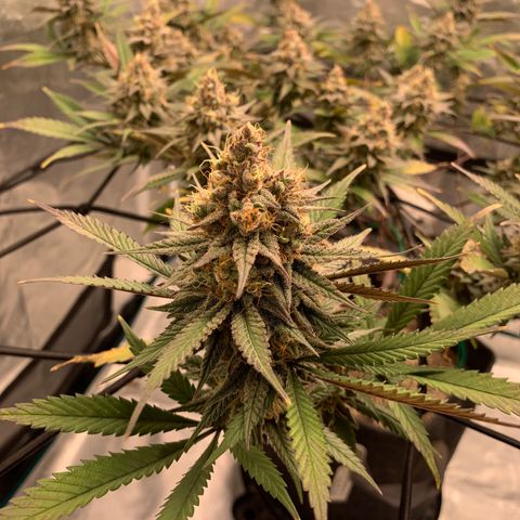 Blueberry Cupcake Gelonade growlog timeline photo