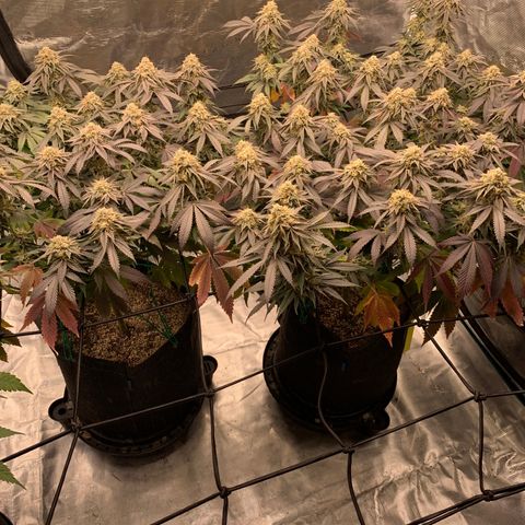 Gas Nana growlog timeline photo