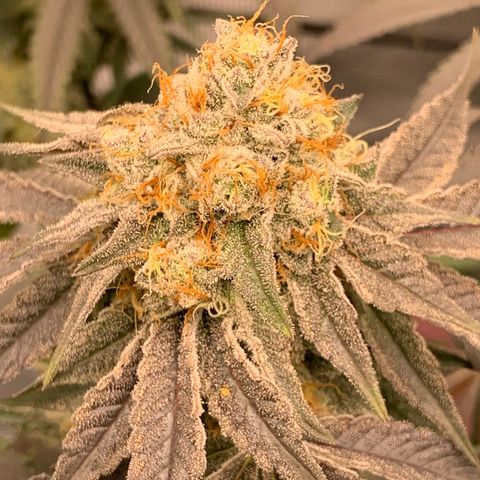 Gas Nana growlog timeline photo
