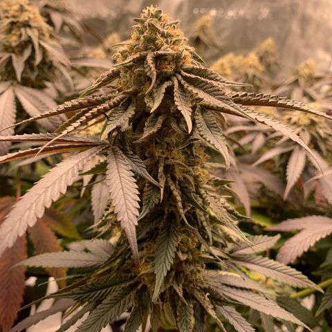 Gas Nana growlog timeline photo