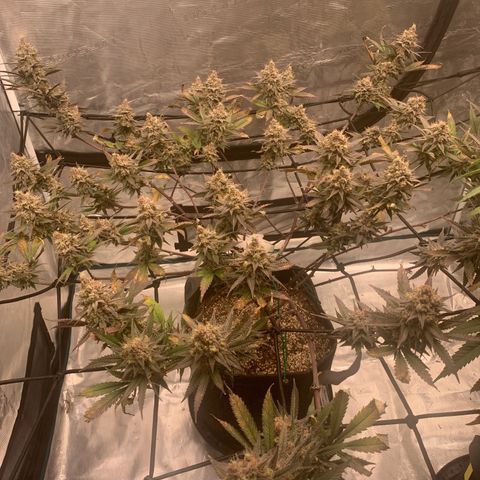 Blueberry Cupcake Gelonade growlog timeline photo