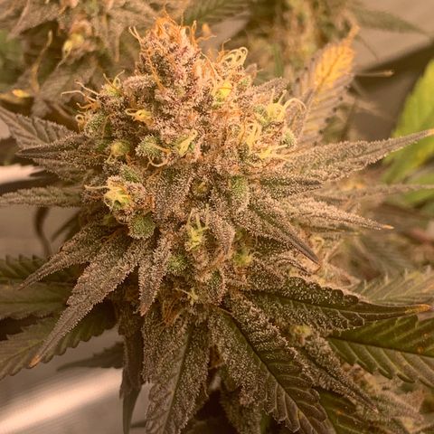 Blueberry Cupcake Gelonade growlog timeline photo