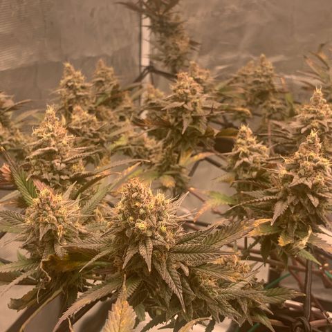 Blueberry Cupcake Gelonade growlog timeline photo