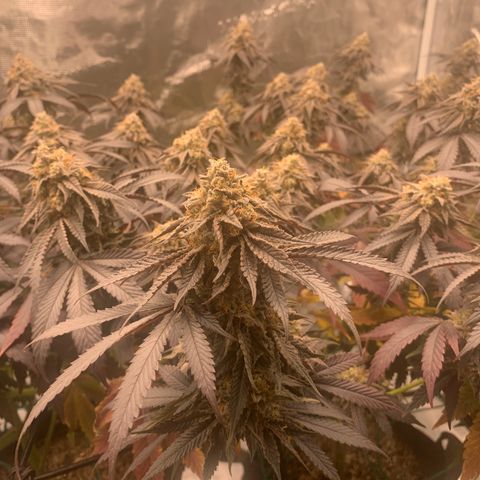 Gas Nana growlog timeline photo