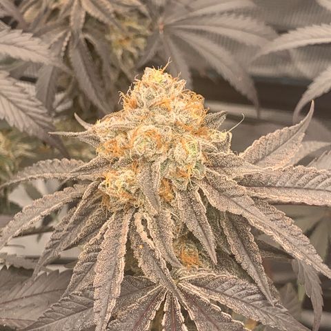 Gas Nana growlog timeline photo