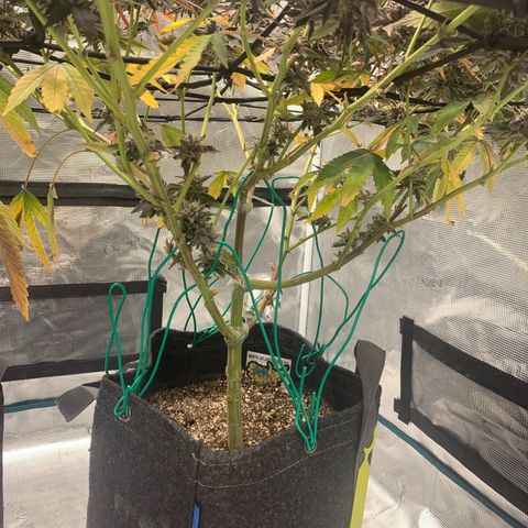 Gas Nana growlog timeline photo