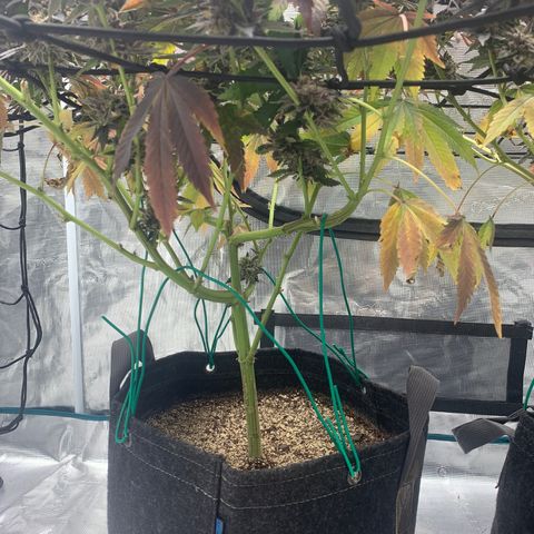 Gas Nana growlog timeline photo