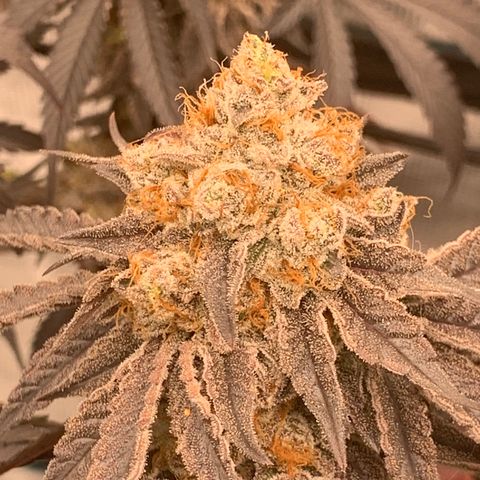 Gas Nana growlog timeline photo