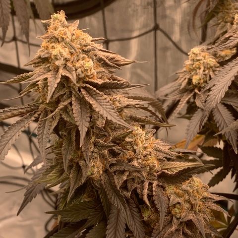 Gas Nana growlog timeline photo